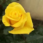 Dalia ホテル 2*