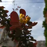 Dalia ホテル 2*
