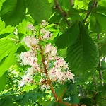 ホテル Dalia ネセバル