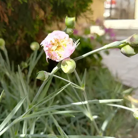 Dalia ネセバル