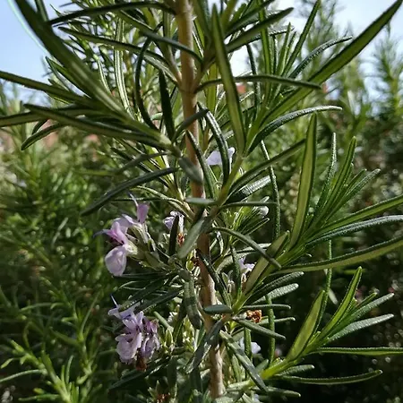 מלון Dalia נסבר