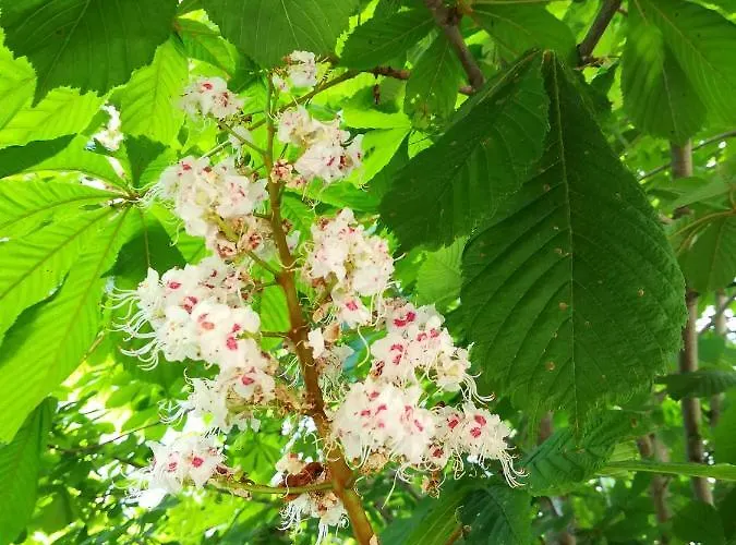 Отель Dalia Несебр