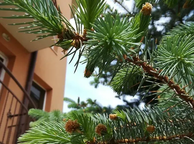 Отель Dalia Несебр